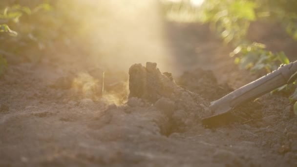 Großaufnahme Einer Frau Die Garten Arbeitet Und Fruchtbaren Boden Schaufelt — Stockvideo