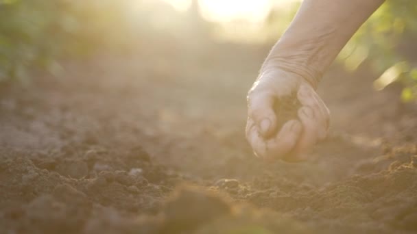 Mujer Anciana Que Comprueba Calidad Del Suelo Fértil Atardecer Agricultora — Vídeos de Stock