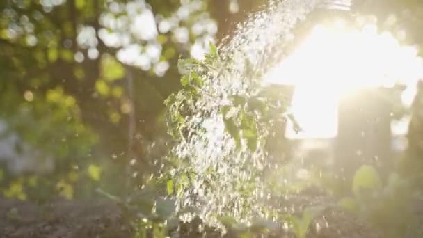 Mouvement Lent Près Des Gouttes Eau Versant Sur Germe Tomate — Video