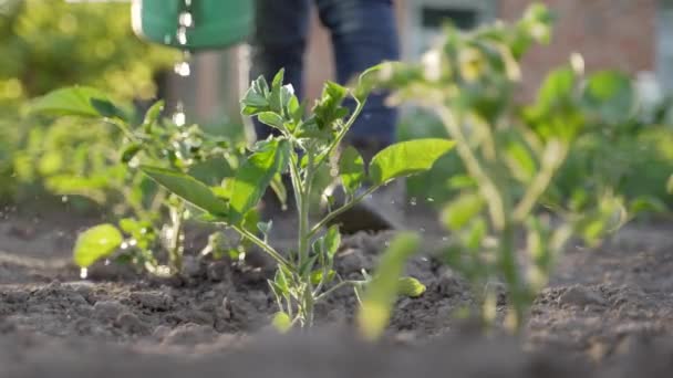 Jardinière Urbaine Senior Travaillant Dans Jardin Arrosant Beaux Pousses Poivre — Video