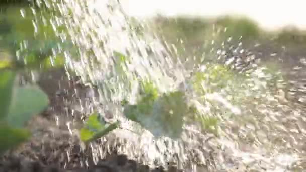 Фермер Поливает Свежие Маленькие Капустные Растения Саду Солнечные Капли Льющиеся — стоковое видео