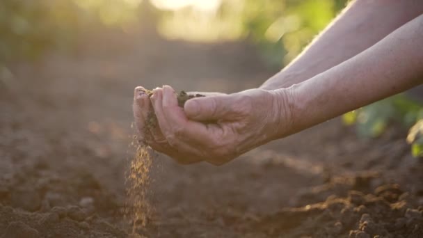 Dłonie Starszej Kobiety Pracującej Gospodarstwie Zbierającej Żyzną Glebę Obu Rękach — Wideo stockowe