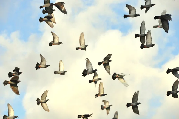 Létající ptáci Stock Fotografie