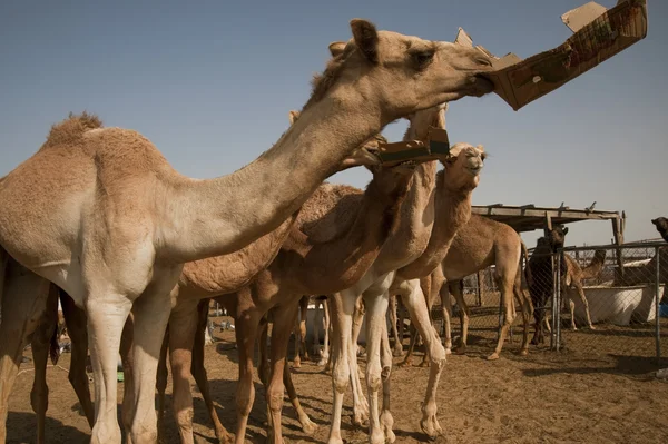 Camello en el mercado de animales Doha — Foto de Stock