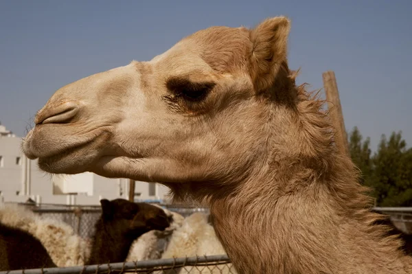 Camello en el mercado de animales Doha — Foto de Stock