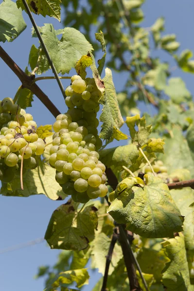 bunches of grapes — 图库照片 #18414897