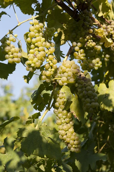 Weiße Trauben in einem Weinberg — Stockfoto