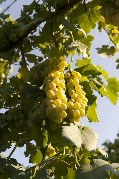 White Grapes in a Vineyard — Stock Photo, Image