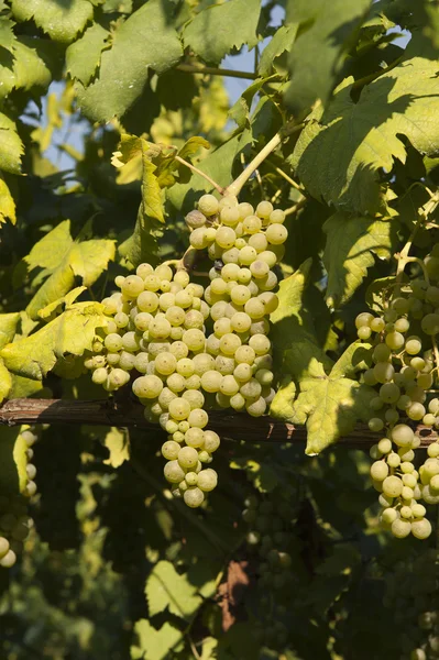 Белый виноград в винограднике — стоковое фото