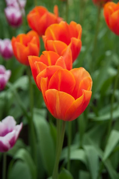 Red tulips in Holland — Stock Photo, Image