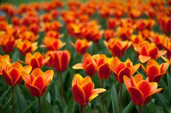 Red and yellow tulip — Stock Photo, Image