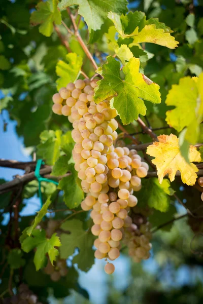 Grapes on the vine — Stock Photo, Image