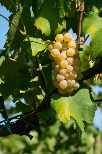 Uvas na vinha — Fotografia de Stock