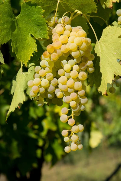 Uvas na vinha — Fotografia de Stock