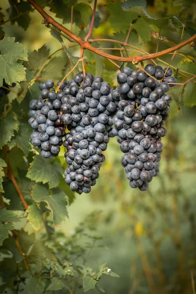 Grapes on the Vine — Stock Photo, Image