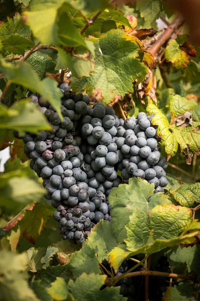 Uvas na vinha — Fotografia de Stock