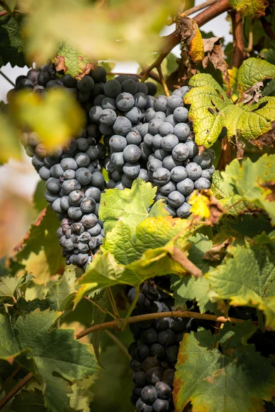 Grapes on the Vine — Stock Photo, Image