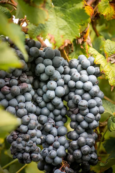 Uvas na vinha — Fotografia de Stock