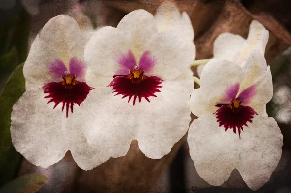 Vieja flor grunge — Foto de Stock