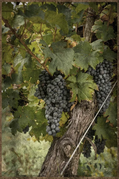 Grapes on the Vine in vintage style — Stock Photo, Image