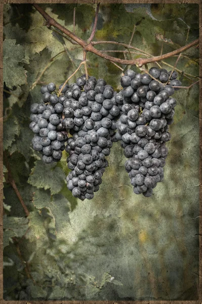 Uvas na videira em estilo vintage — Fotografia de Stock