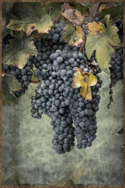 Виноград на винограднике в винтажном стиле — стоковое фото