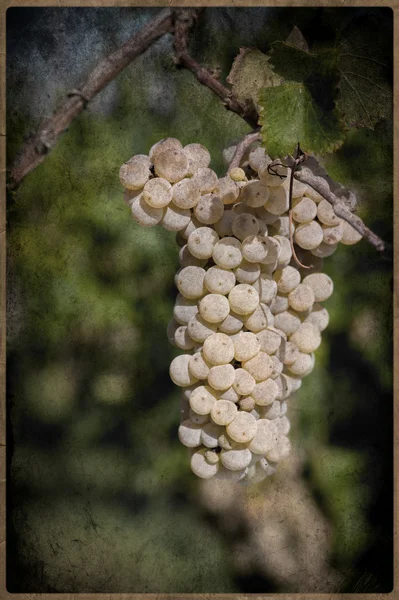 Grapes on the Vine in vintage style — Stock Photo, Image