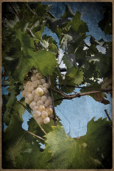 Виноград на винограднике в винтажном стиле — стоковое фото