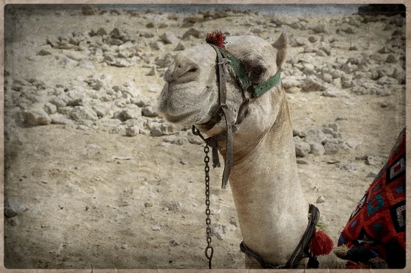 Camellos - estilo retro-Old Postcard — Foto de Stock