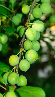 olgunlaşmamış Erik