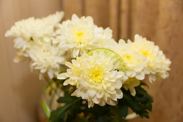 Chrysantheme — Stockfoto