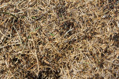 Ant hill