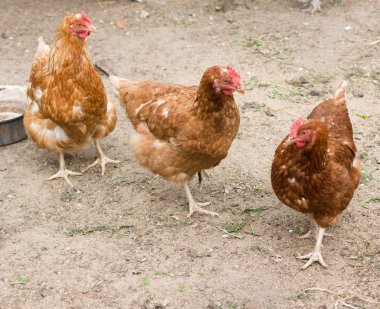 bir çiftlikte tavuk