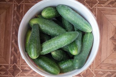 Depo için toplanan yeşil sivilce salatalıkları 