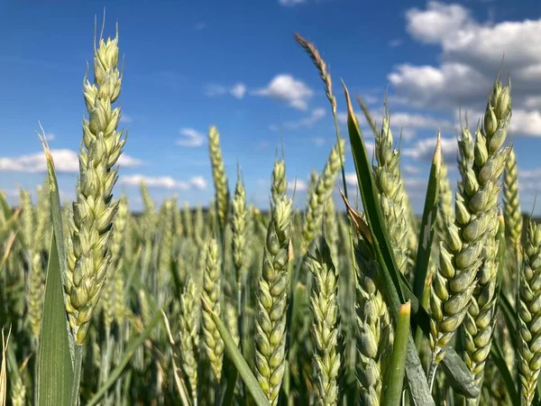 Gökyüzüne karşı buğday tarlası