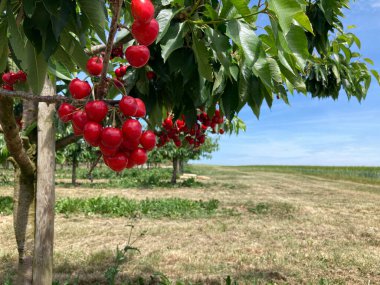 Meyveli kiraz ağacı. Tarlanın yanındaki kiraz bahçesi.