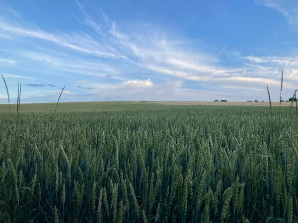 Mısır gevreği tarlası. Gökyüzü ve alan.