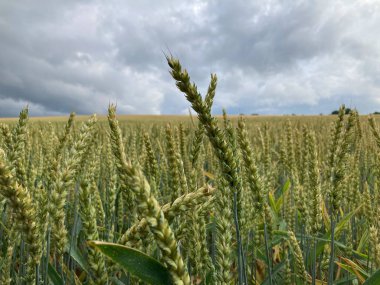 Gökyüzünün arka planında bulutlu mısır gevreği tarlası.