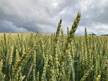Gökyüzünün arka planında bulutlu mısır gevreği tarlası.