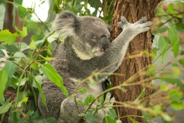 Koala