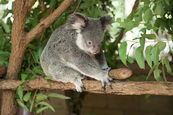 Koala — Stock fotografie