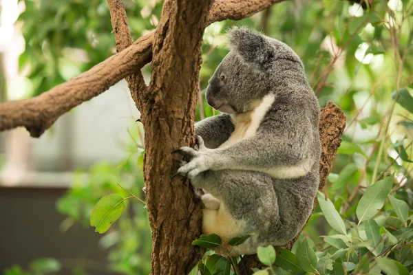 Koala — Stok fotoğraf