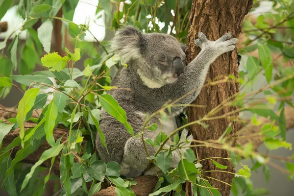 Koala – stockfoto