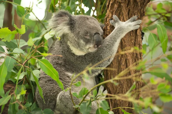 Koala — Zdjęcie stockowe