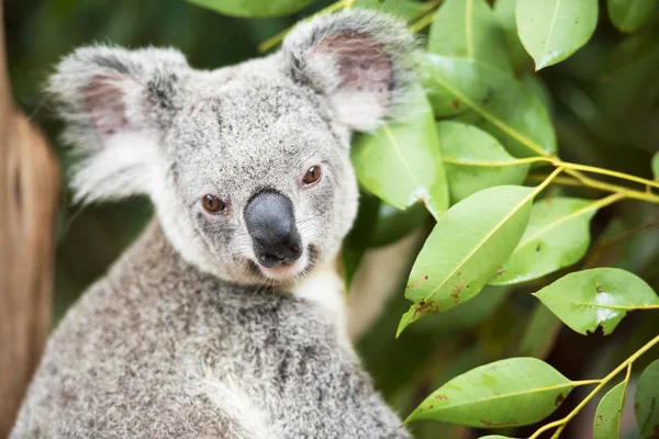 Koala — Stockfoto