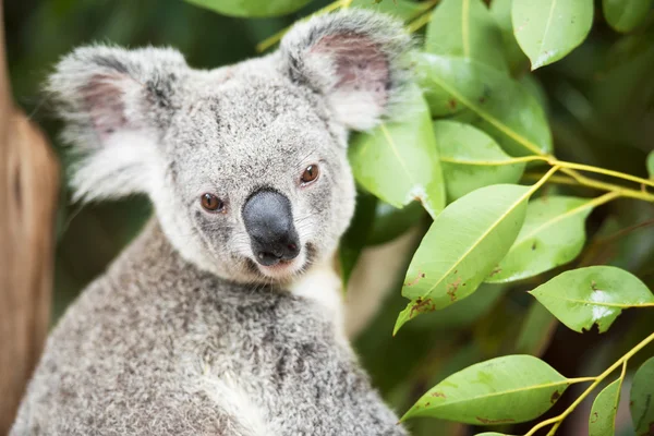 Koala — Stok fotoğraf