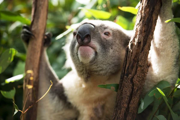 Koala — Stok fotoğraf