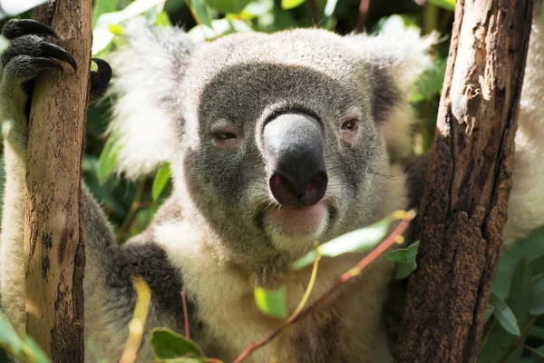 Koala — Stockfoto