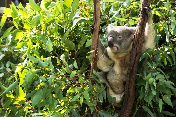 Koala — Stok fotoğraf