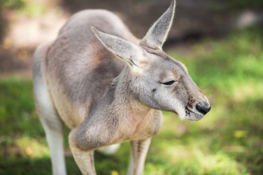 kanguru